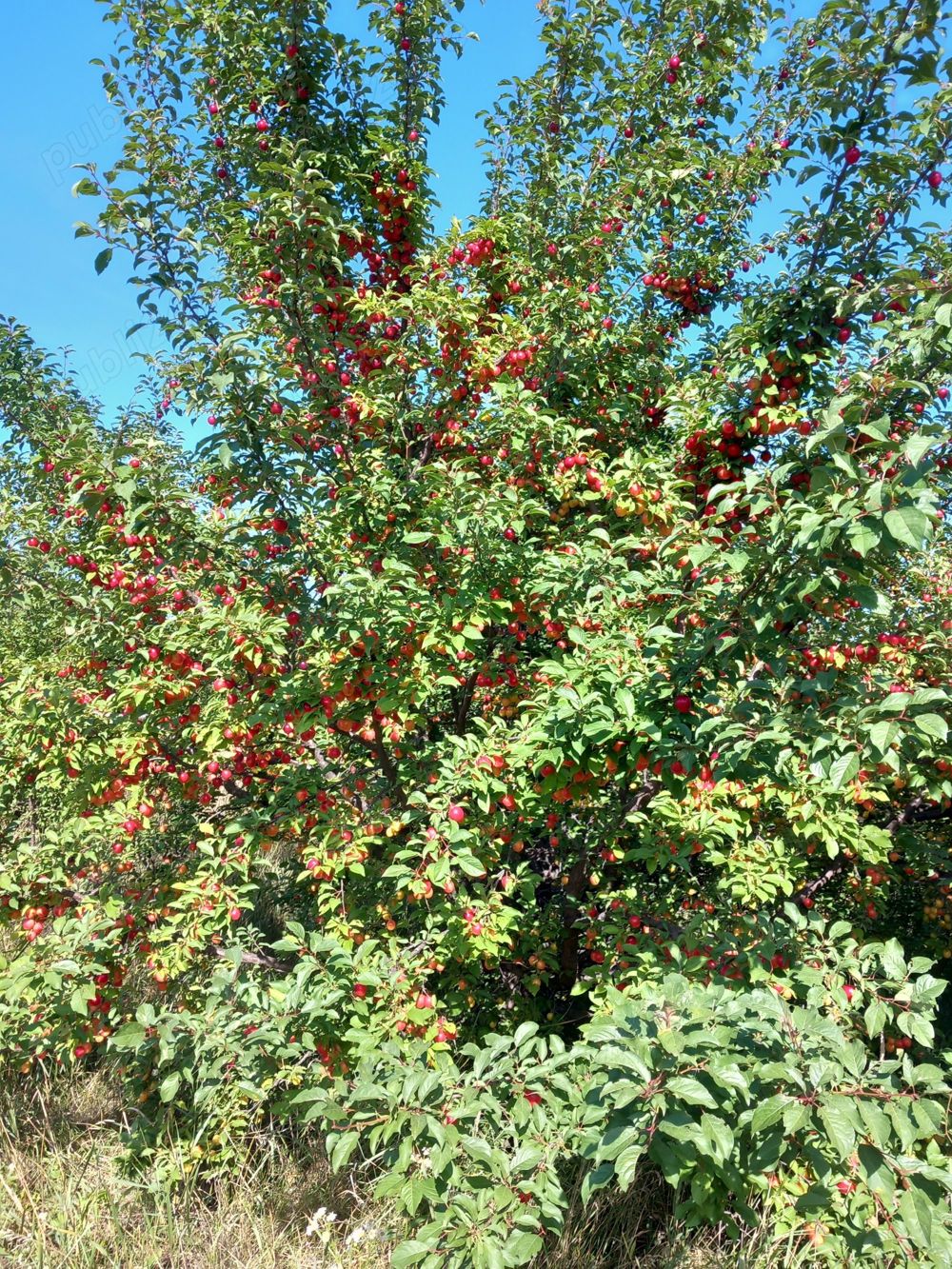 Vând palinca 52 grade