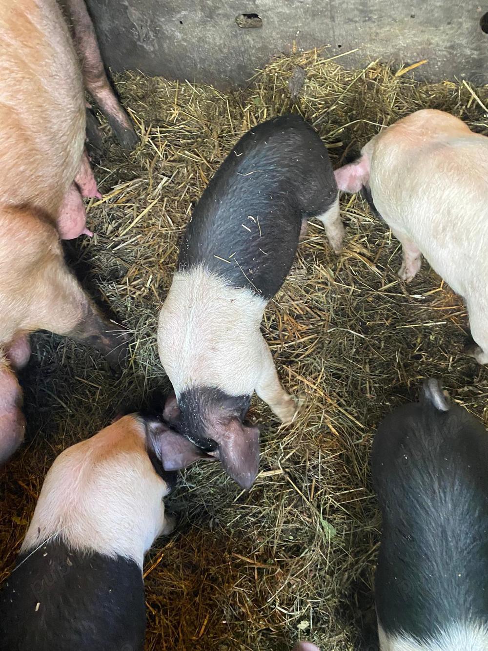 Purcei de vanzare Purcei de vanzare