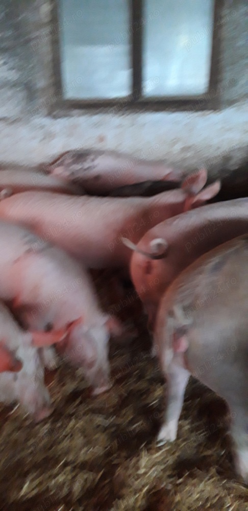 porci pentru sacrificare