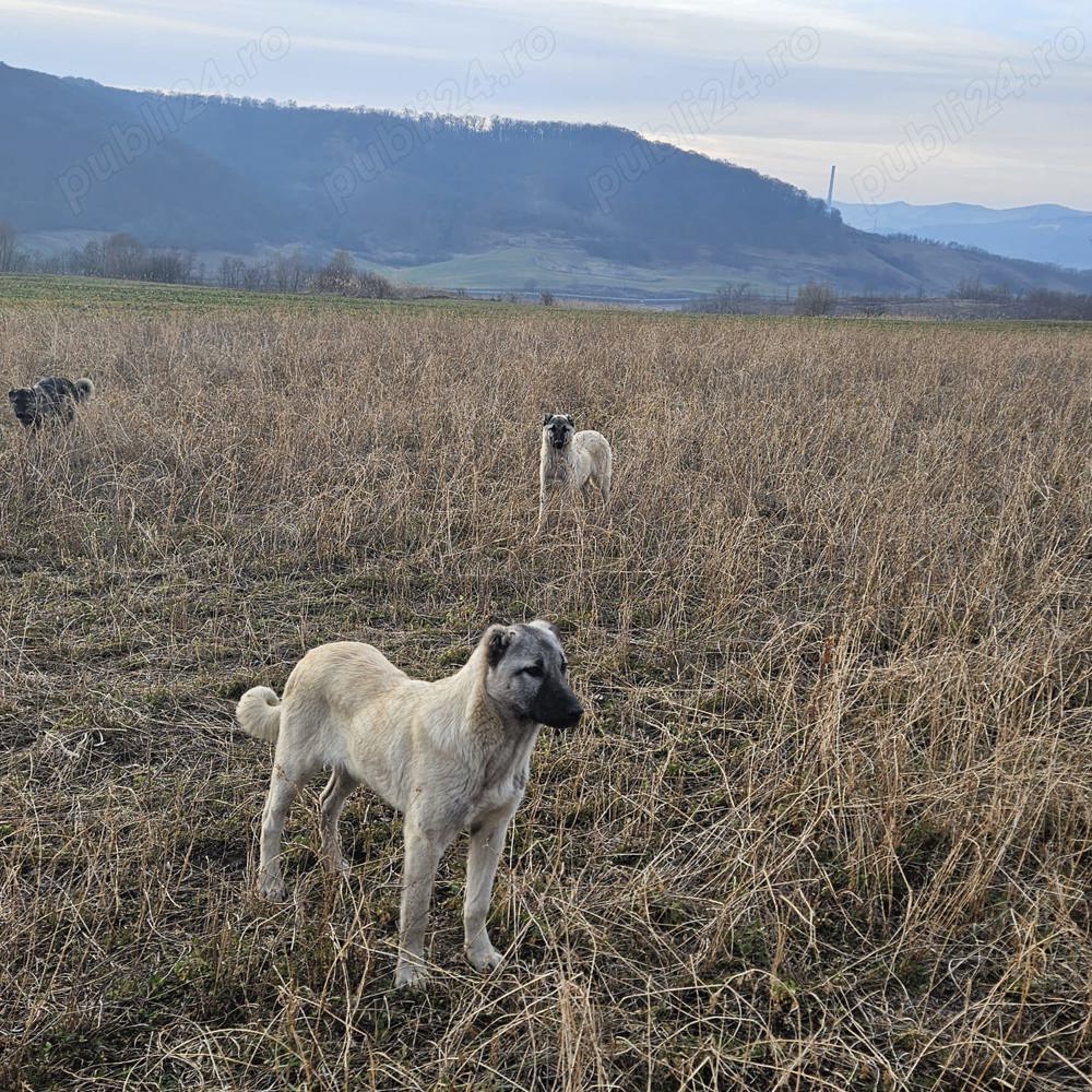 Disponibil catei kangal