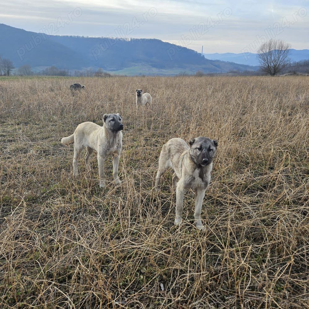 Kangal Disponibil Kangal Disponibil