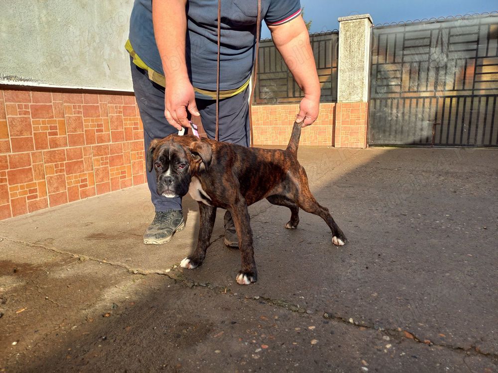 Fetița Boxer cu pedigree 