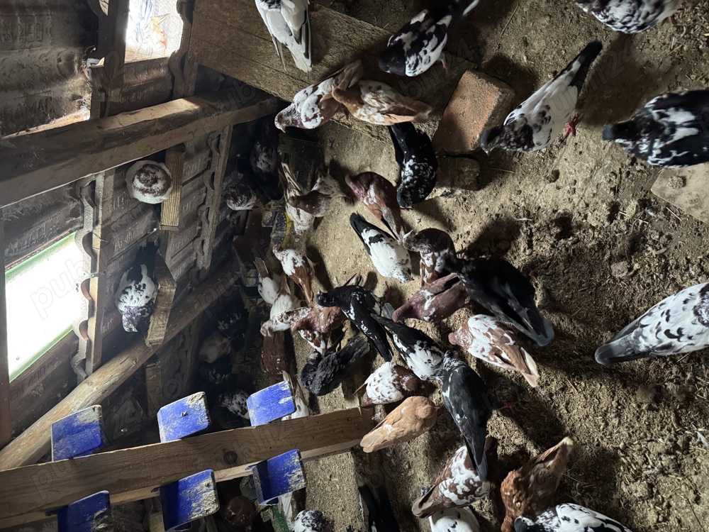 Porumbei Tippleri Bobati.