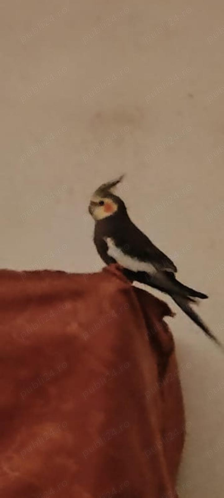 Vând nimfă mascul tânăr Vând nimfă mascul tânăr