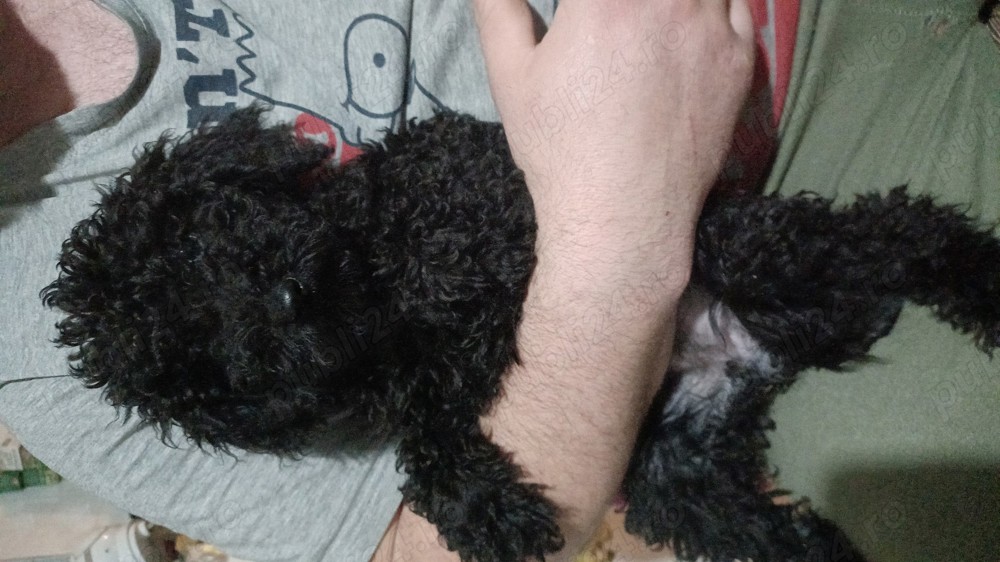 Pudel 