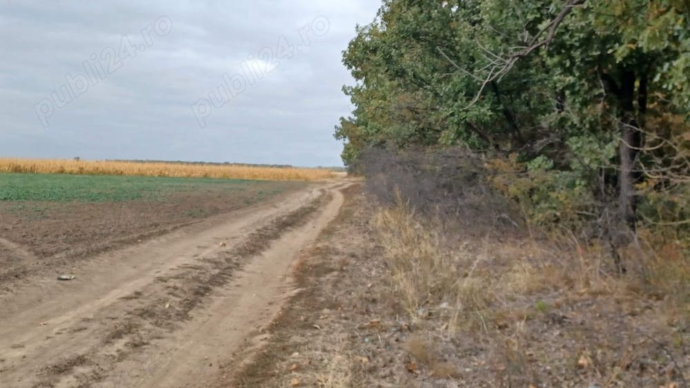 Vând 1ha pădure sat Ionești , comuna Buzoești, judetul Argeș