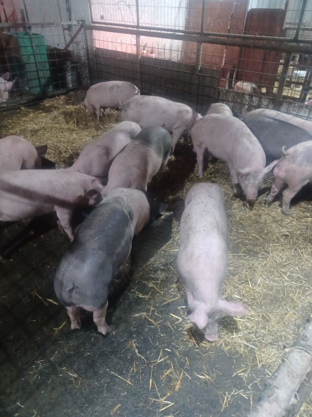 De vanzare porci crescuti natural