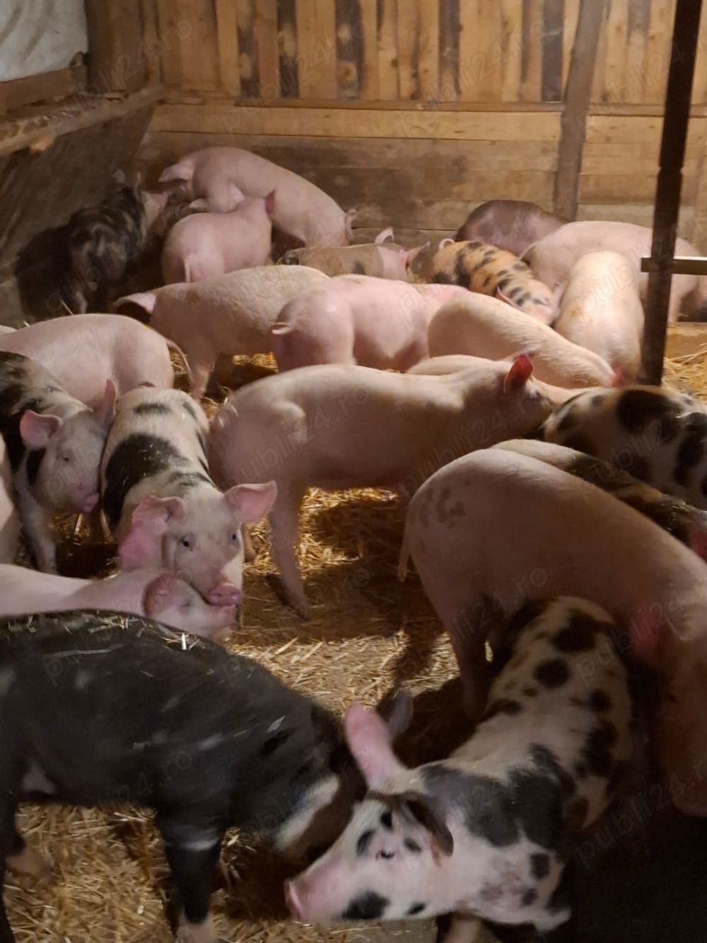 porci si purcei de vanzare