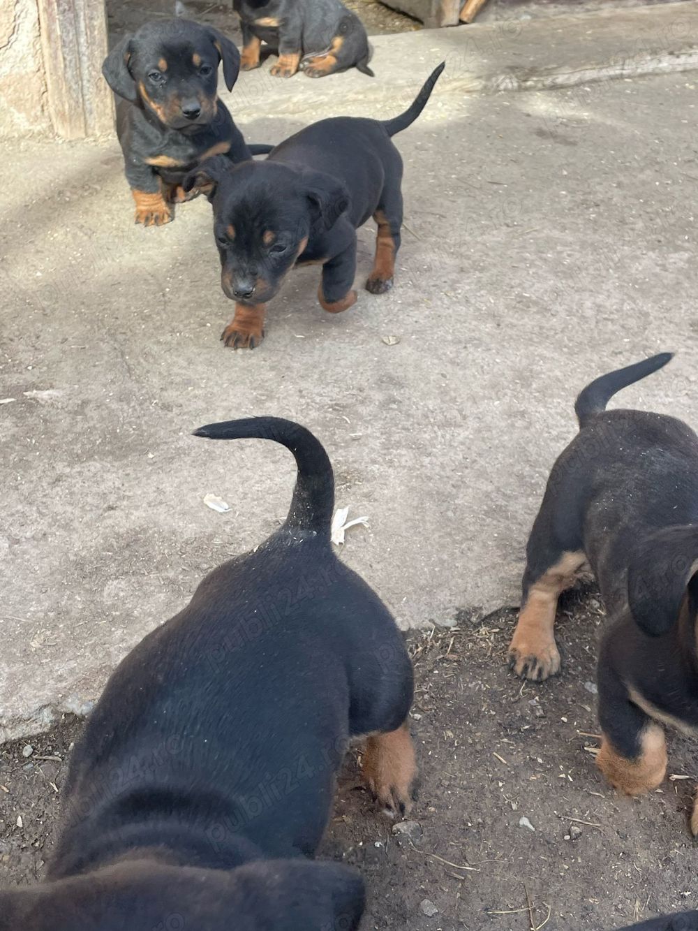 Vând căței Tekel Vând căței Tekel