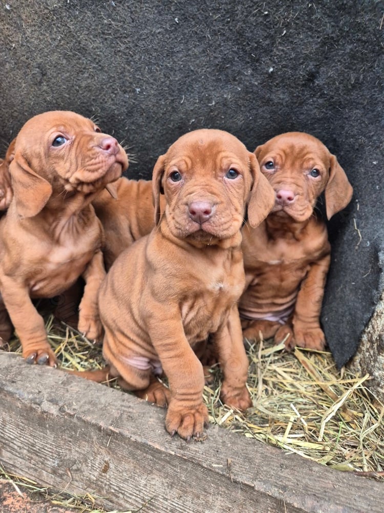 catelușe vizsla catelușe vizsla