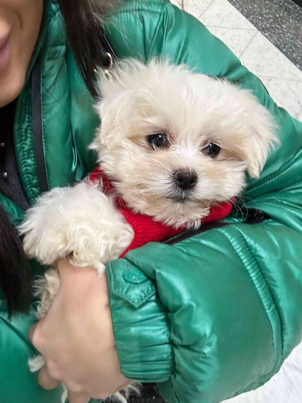 bichon maltez alb 2 luni