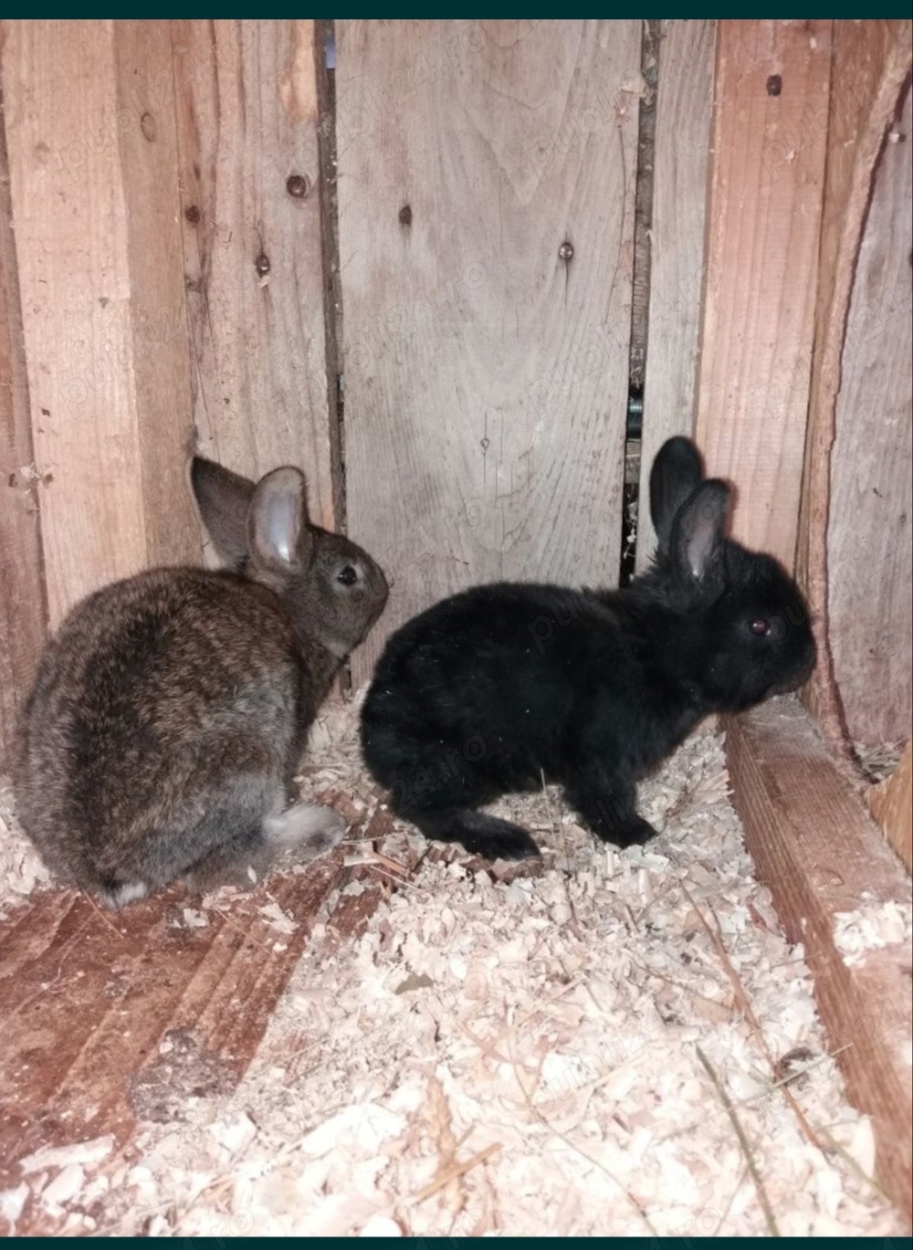 Diferite rase de iepuri 