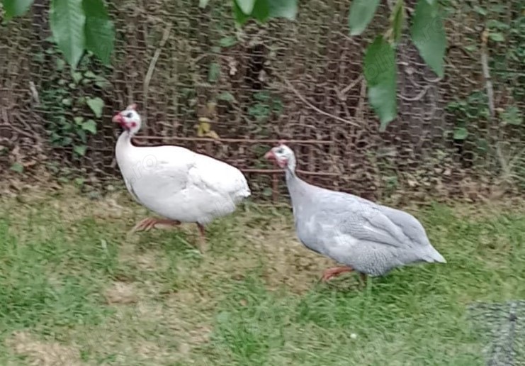 vand o pereche bibilici