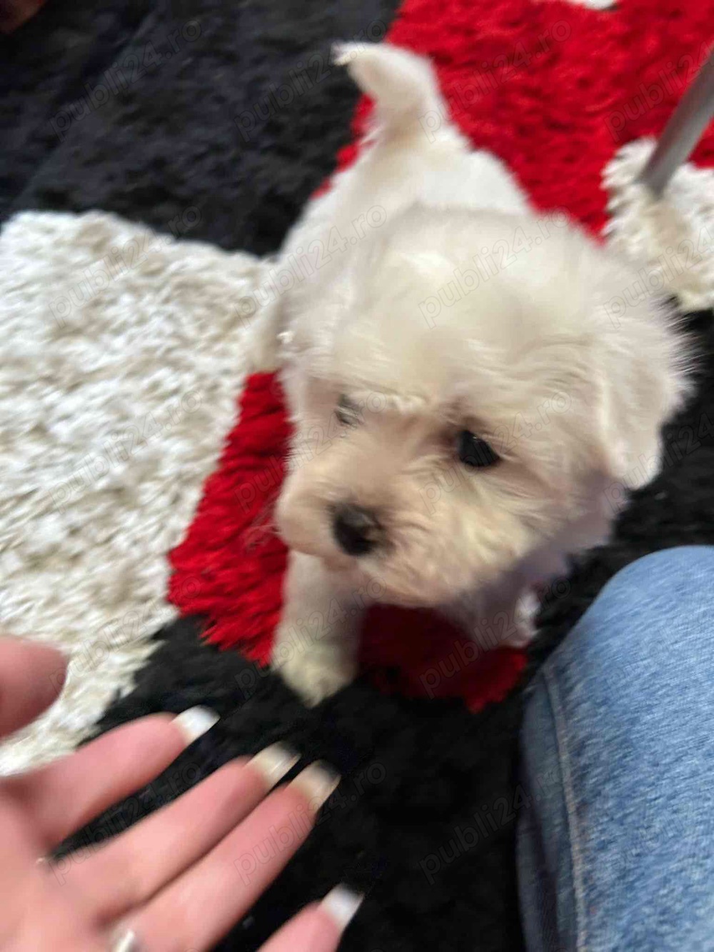 bichon maltez alb pufos 