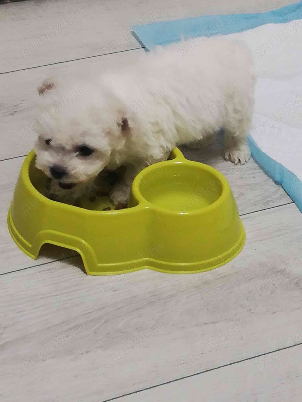 bichon maltez alb 2 luni