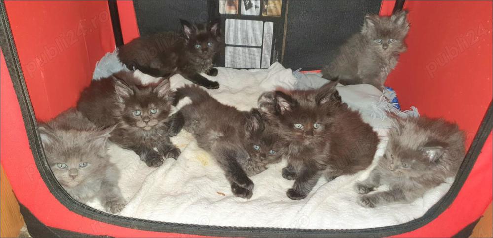 pisoi  maine coon de vanzare - cu parinti campioni pisoi  maine coon de vanzare - cu parinti campioni