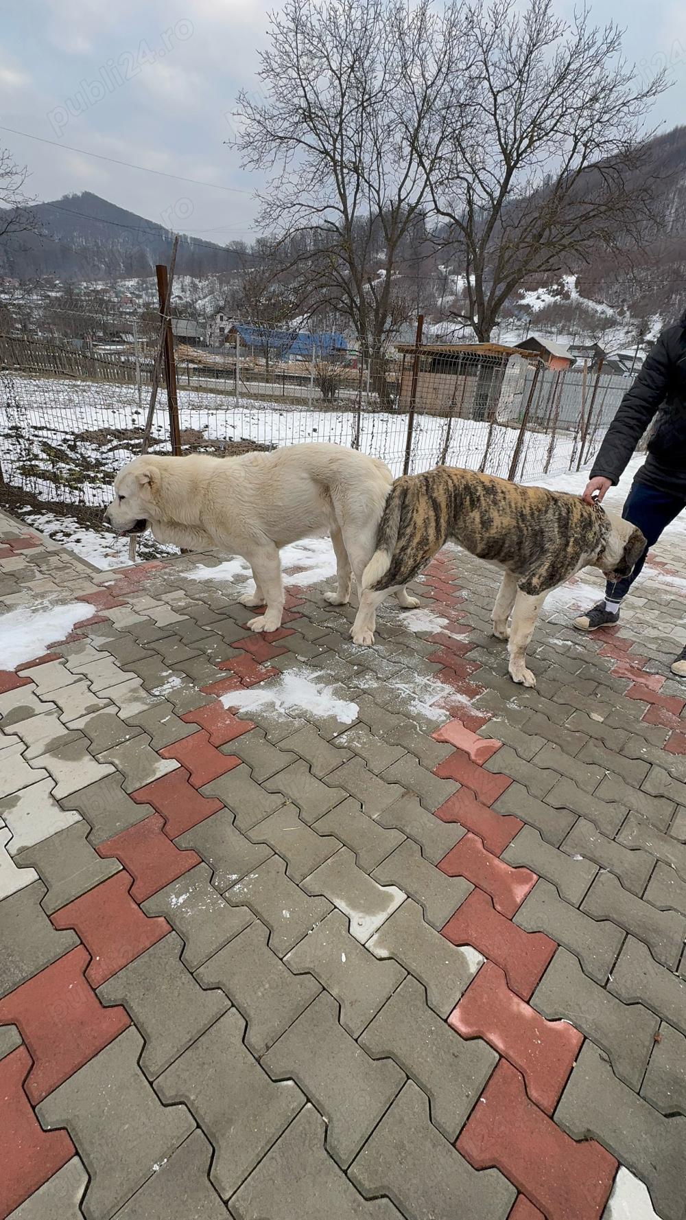 asia centrala fetite    asia centrala fetite