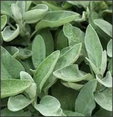 Seminte de Salvia officinalis medicinala 1 plic=0.04grame