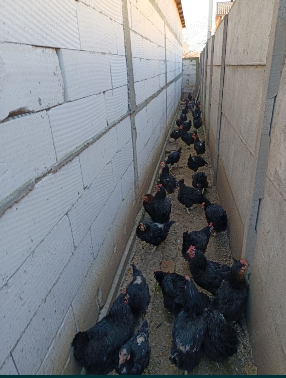 Găini din rasa Moravia