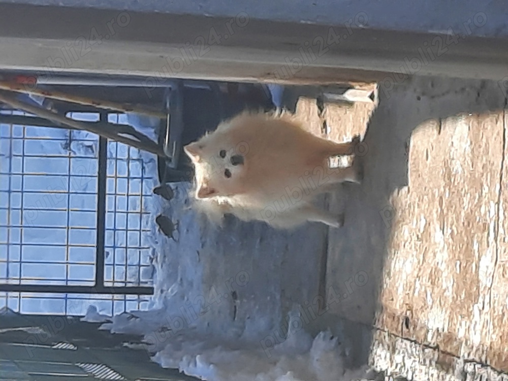 Pomeranian mini  spitz