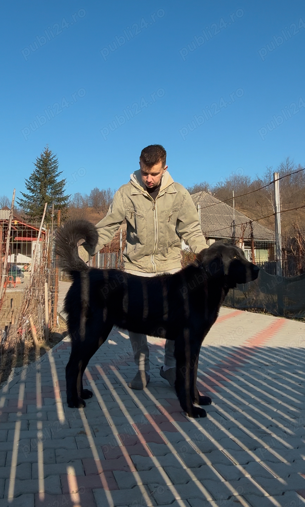 femela asia centrala  femela asia centrala