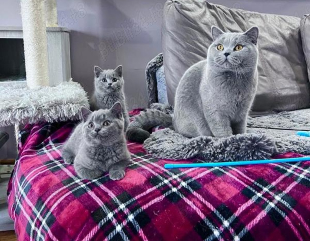 Pui British shorthair blue Pui British shorthair blue