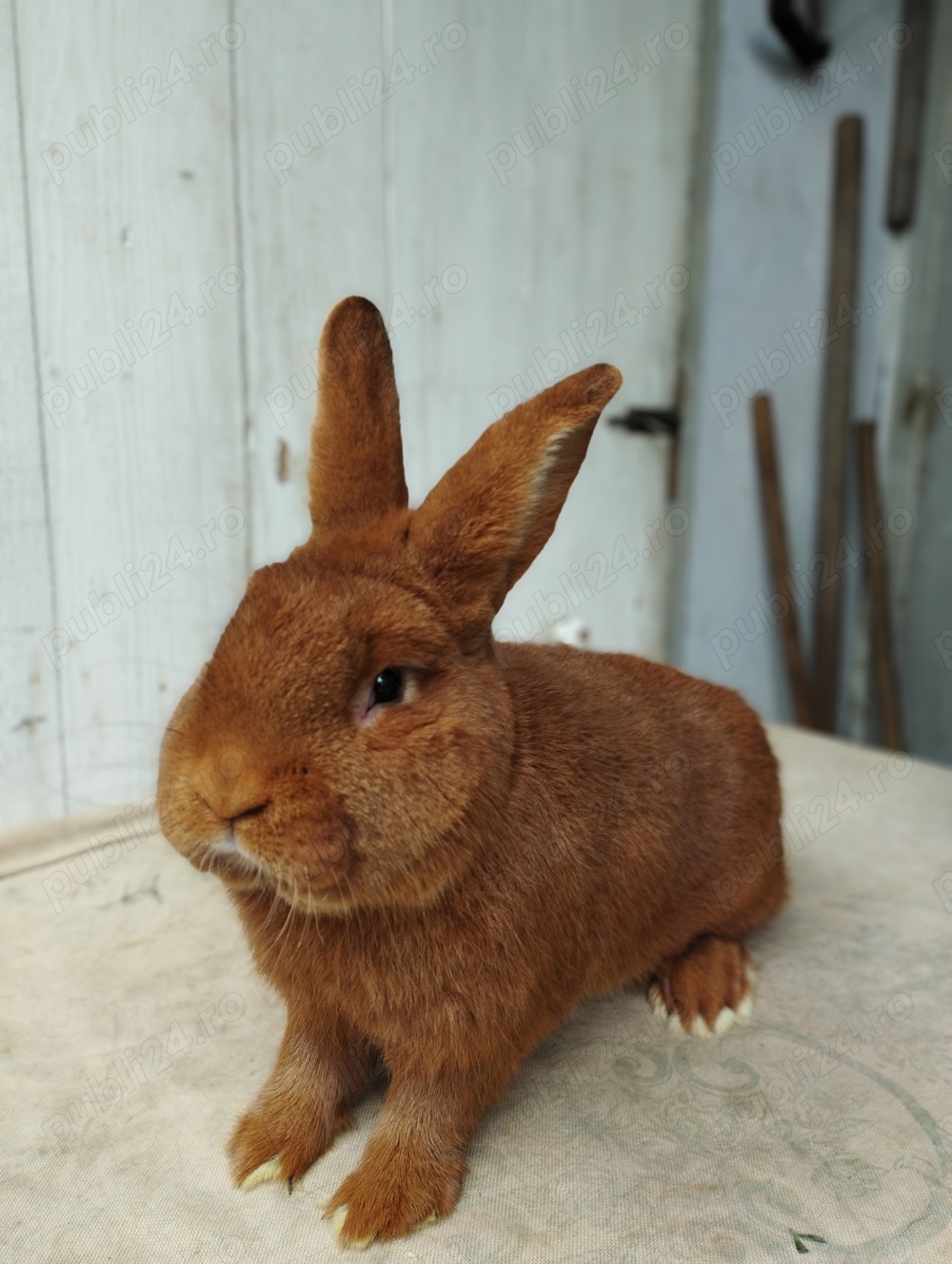 Neozeelandez roșu, masculi 