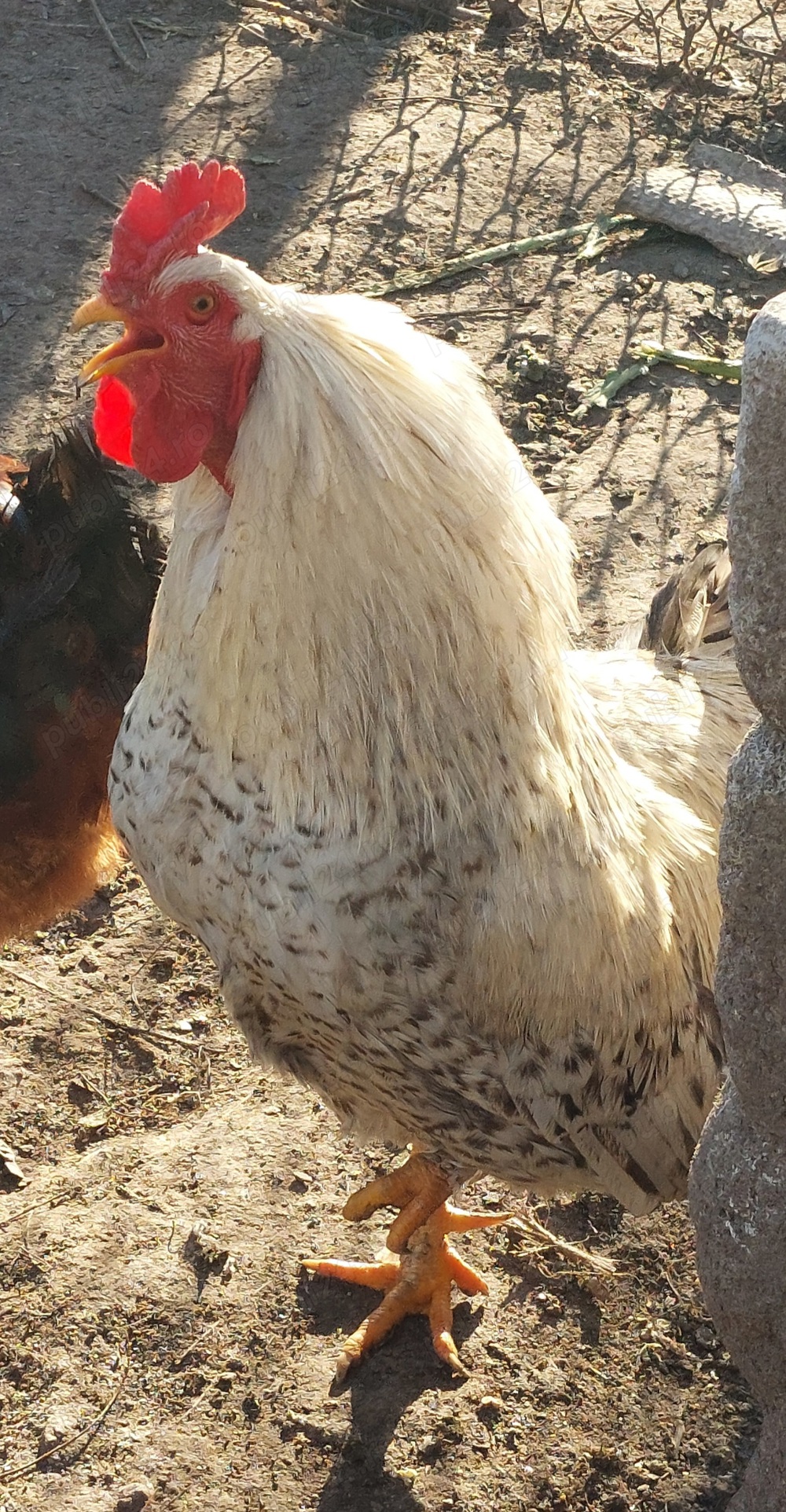 Vand Cocosi si Gaini