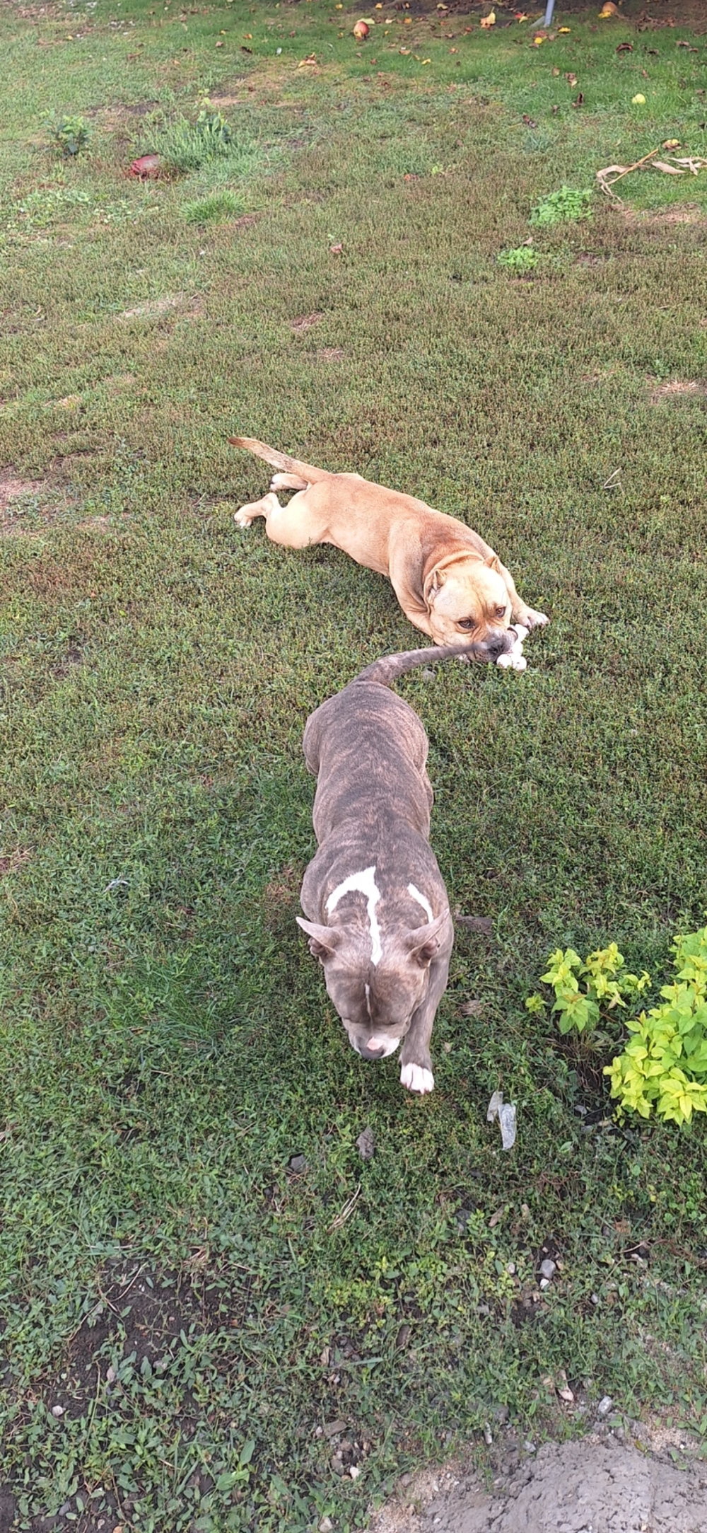 Vand american bully poket  Vand american bully poket