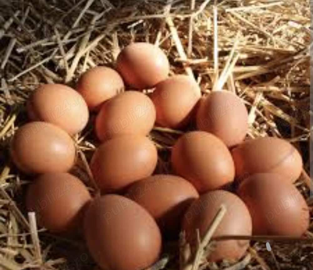 Ouă de găină proaspete 