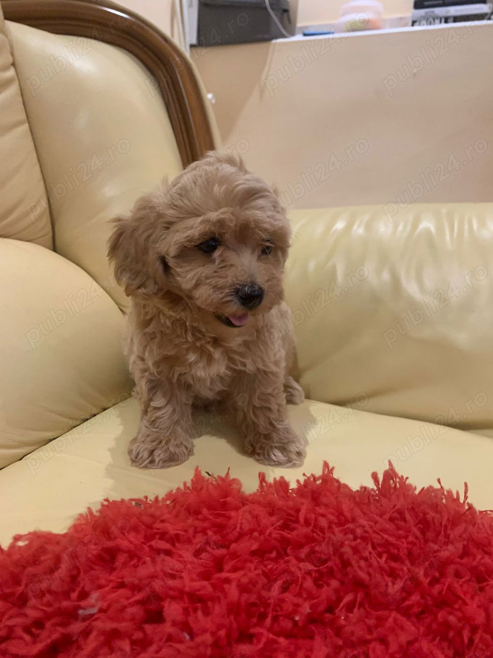 maltipoo fetita
