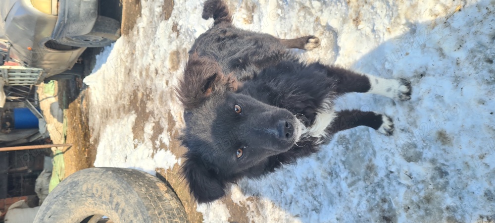 Donez catei de oi Donez catei de oi