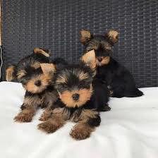 Asigur transport !!! Pui Yorkshire Terrier femele cu Pedigree !!!