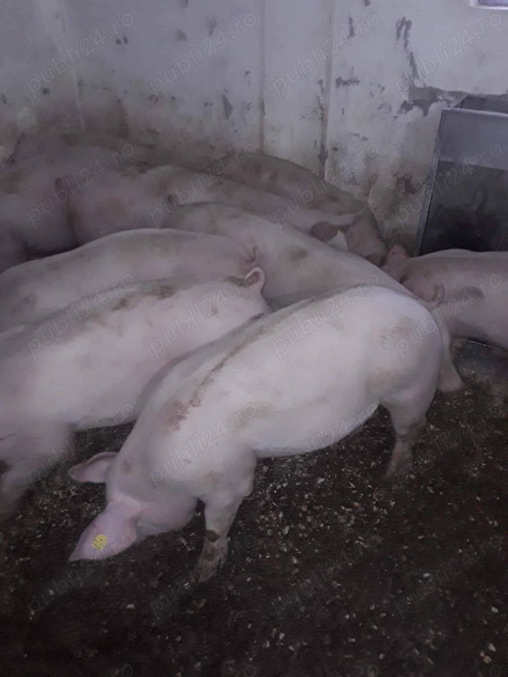 Porci de vanzare cu diferiți greutati