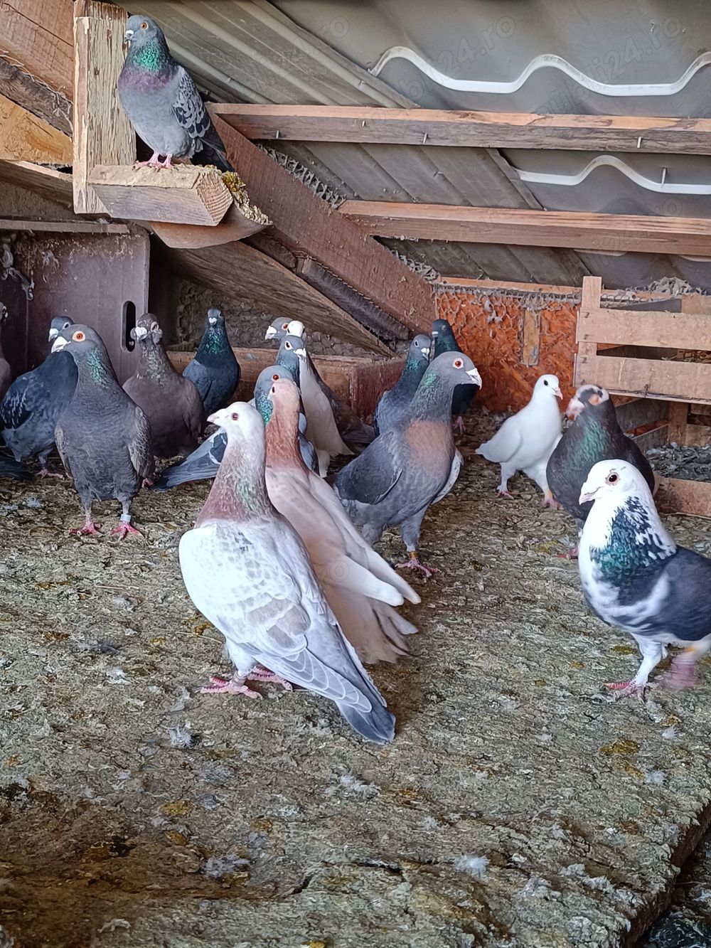 Porumbei culori rare 