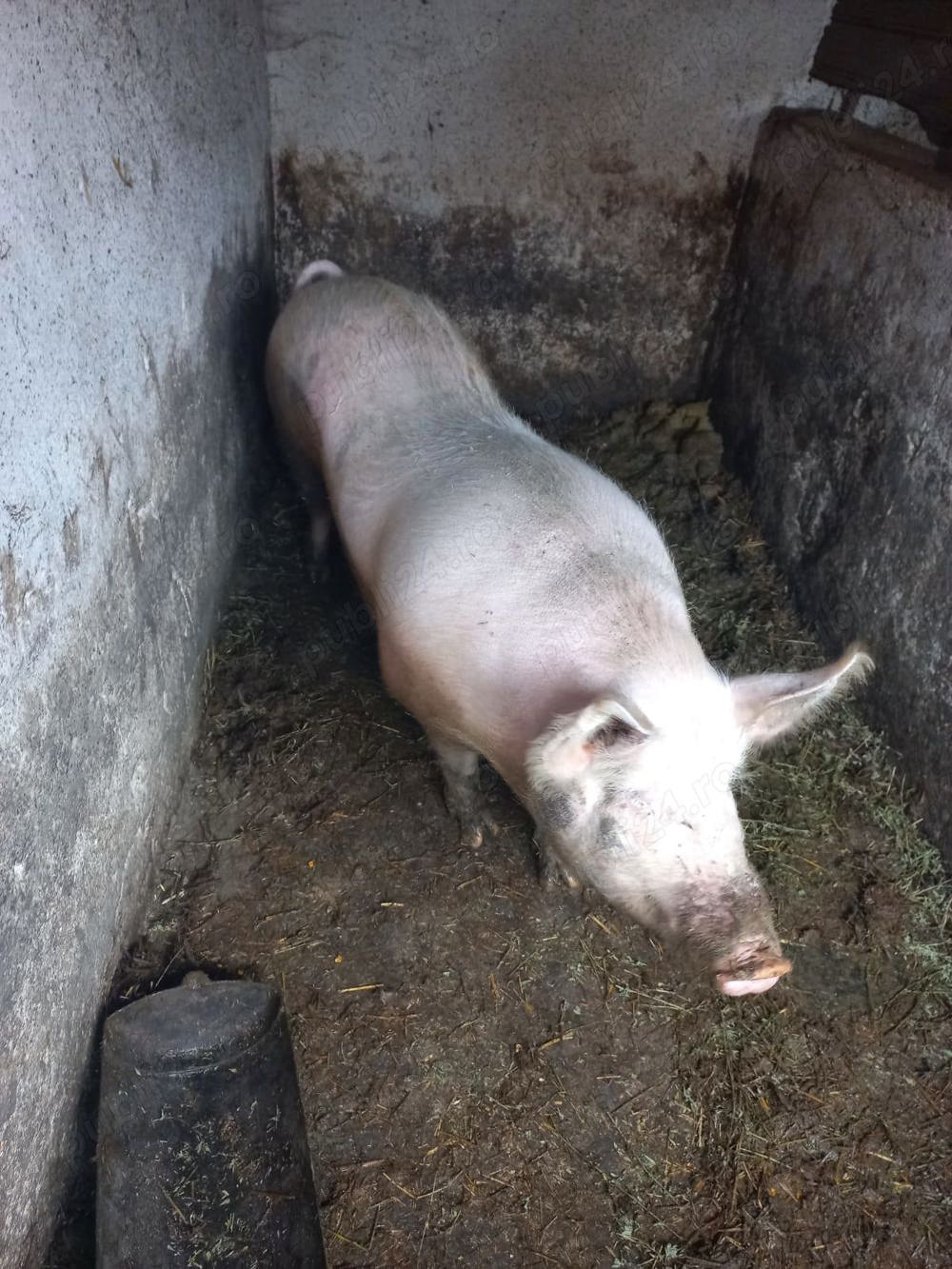 Vand porc marele alb