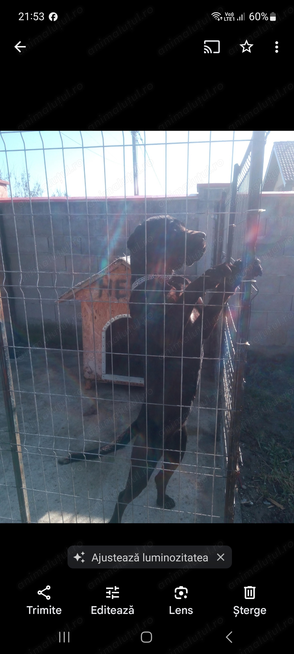 Vand mastif italian cane corso femela