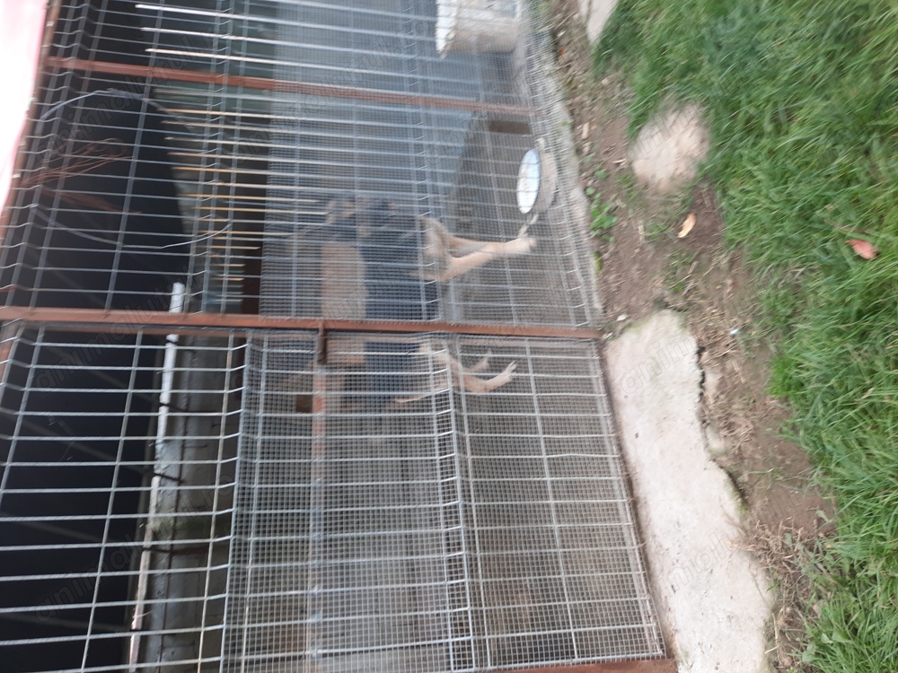 Vand ciobanesc german femela