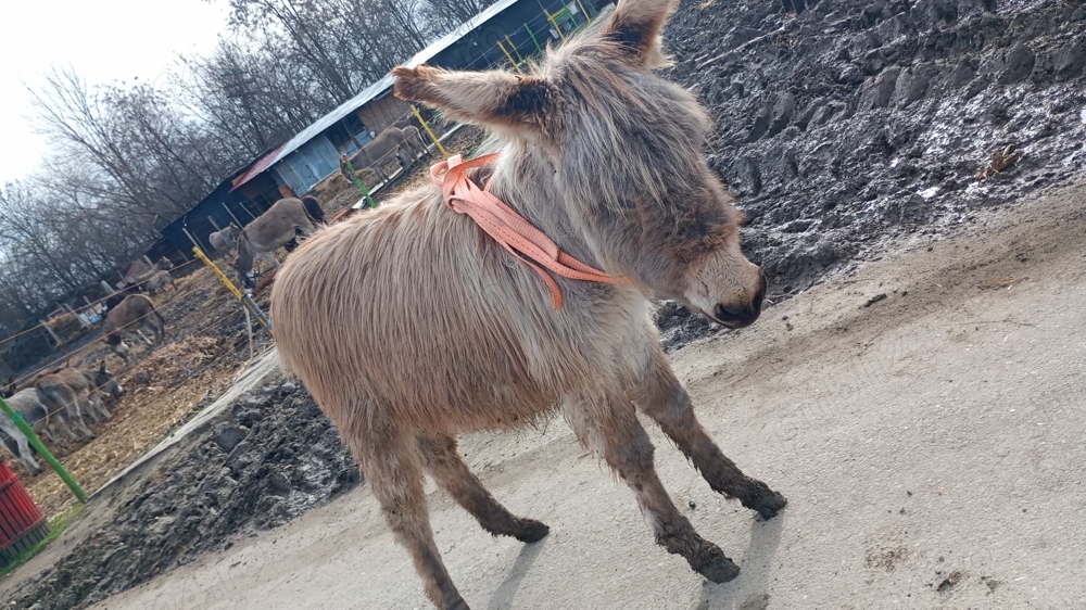 Vând un măgăruș de 8 luni  Vând un măgăruș de 8 luni