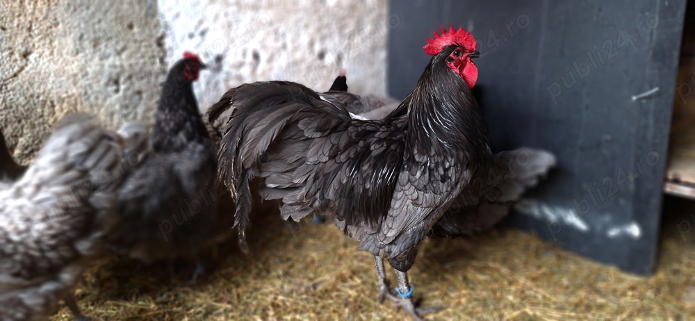 ouă pentru incubat-Australorp albastru