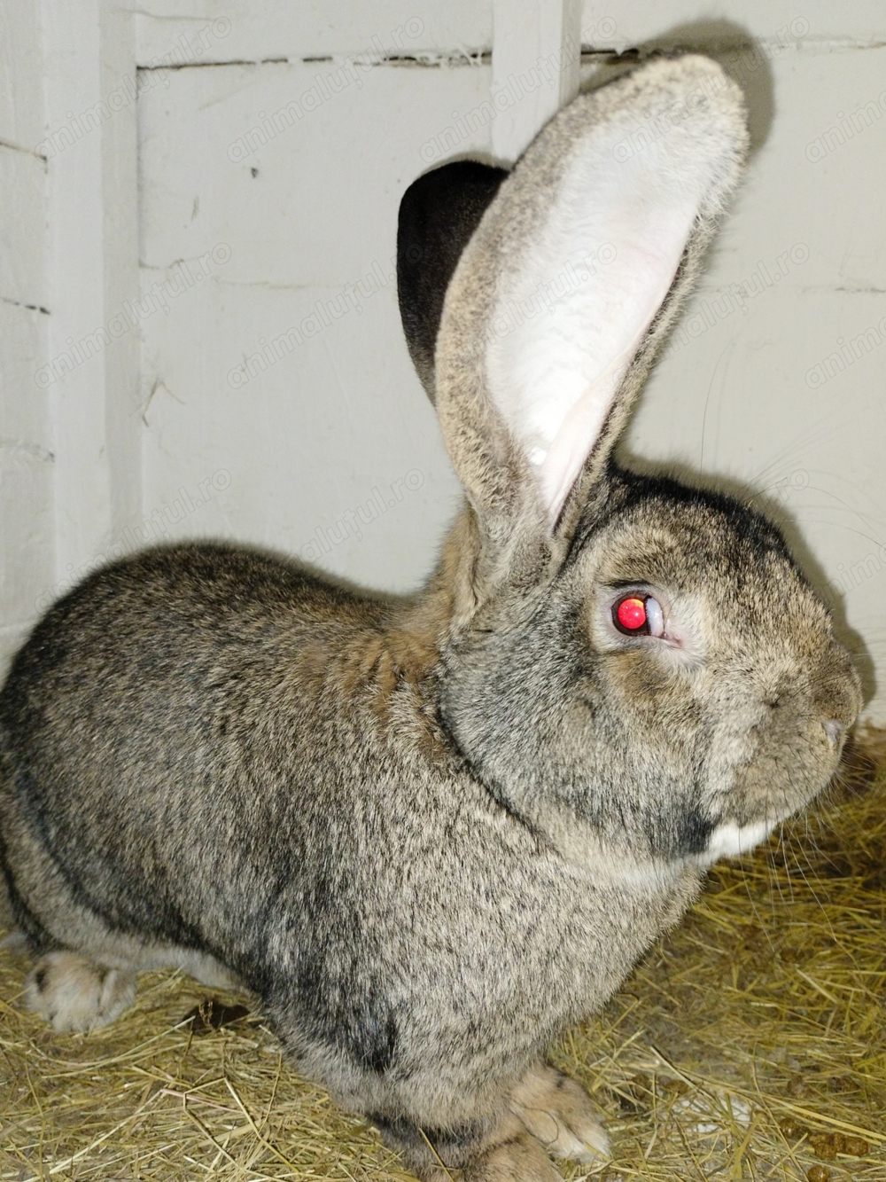  Femele și Masculi Uriaș German 10 Luni rasă pură max 12,13 kg 