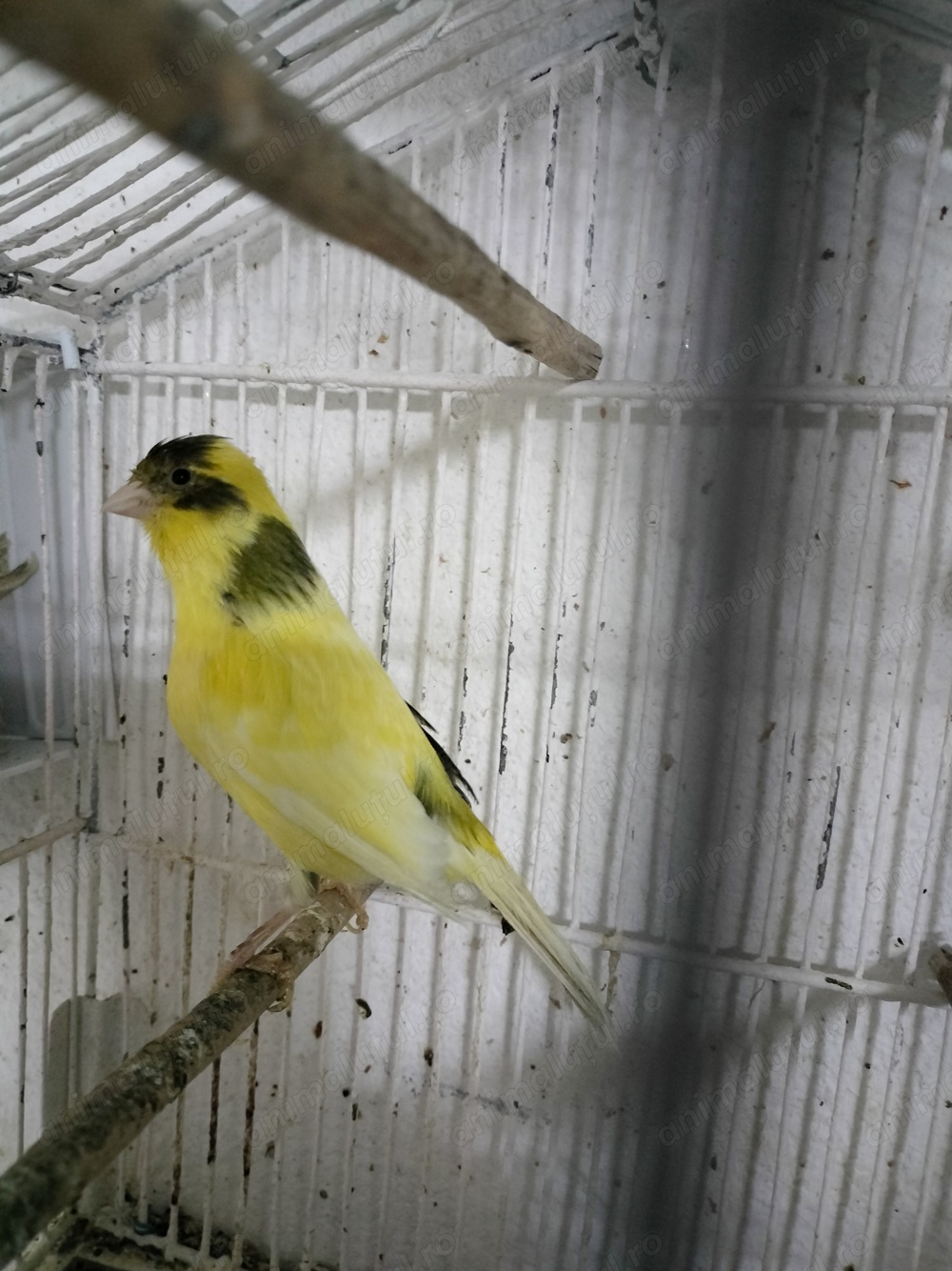 Femele Canar de cântec Continu Timbrado Espanyol  Femele Canar de cântec Continu Timbrado Espanyol