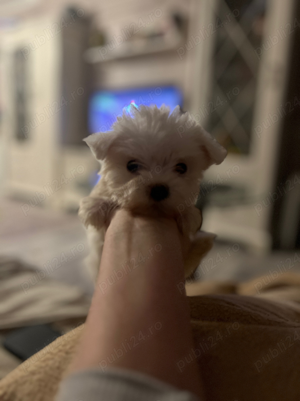 bichon talie mica  bichon talie mica