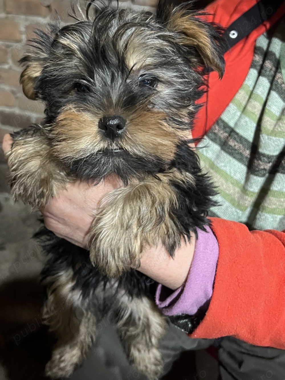 Yorkshire  Yorkshire