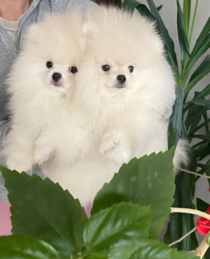 Pui Pomeranian 