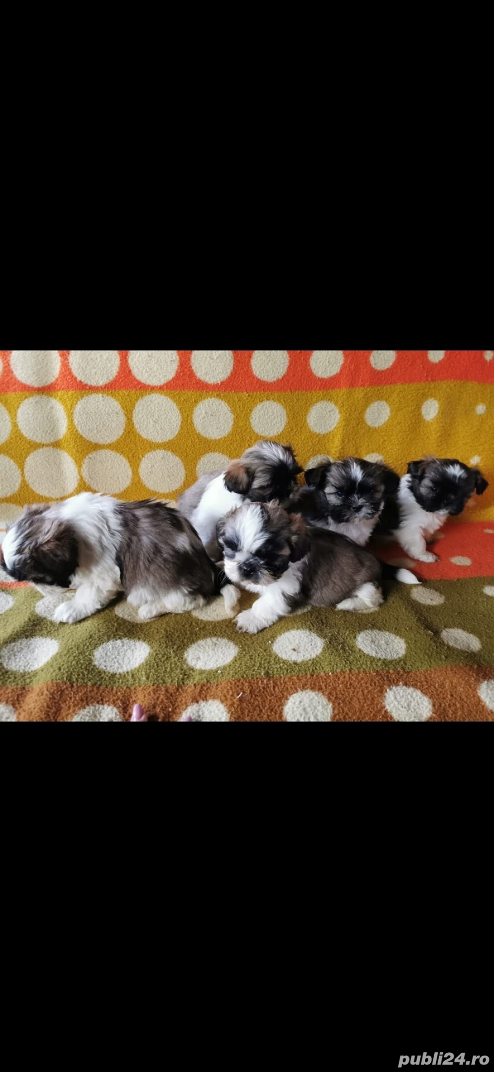 Shih tzu pui