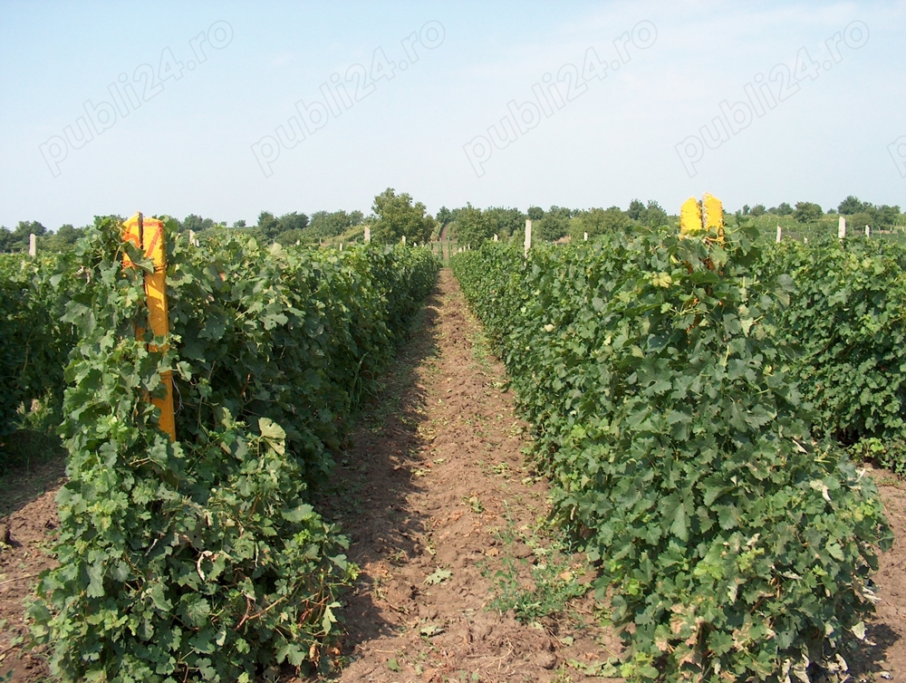 Vand teren agricol 100 ha Segarcea