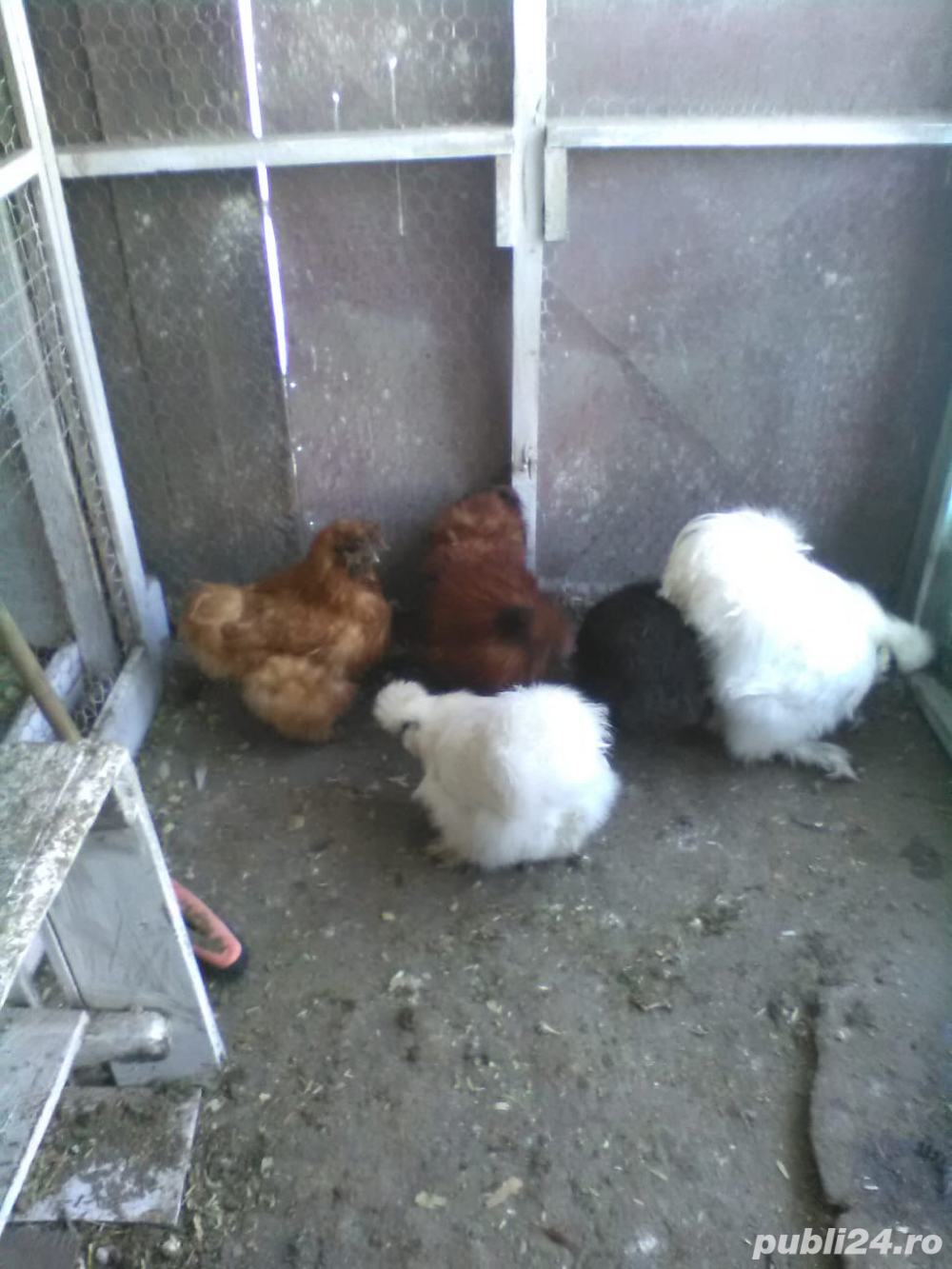 Gaini rasa: Matase japoneza, Cochinchina pitic, Araucana Gaini rasa: Matase japoneza, Cochinchina pitic, Araucana