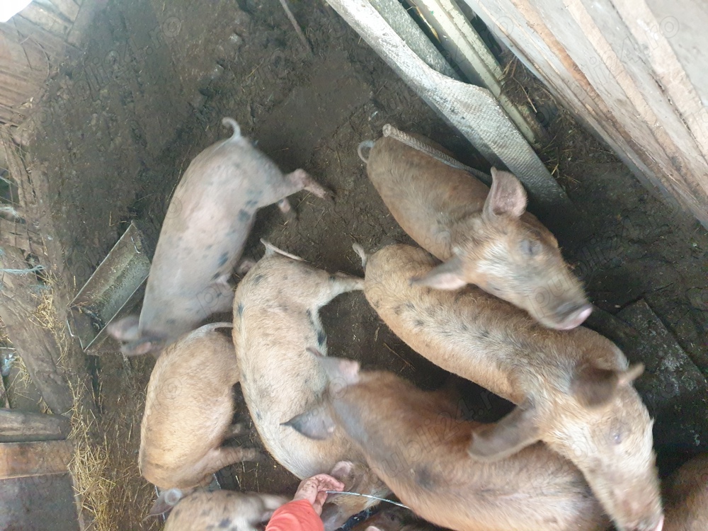 Vand purcei pentru proțap Vand purcei pentru proțap