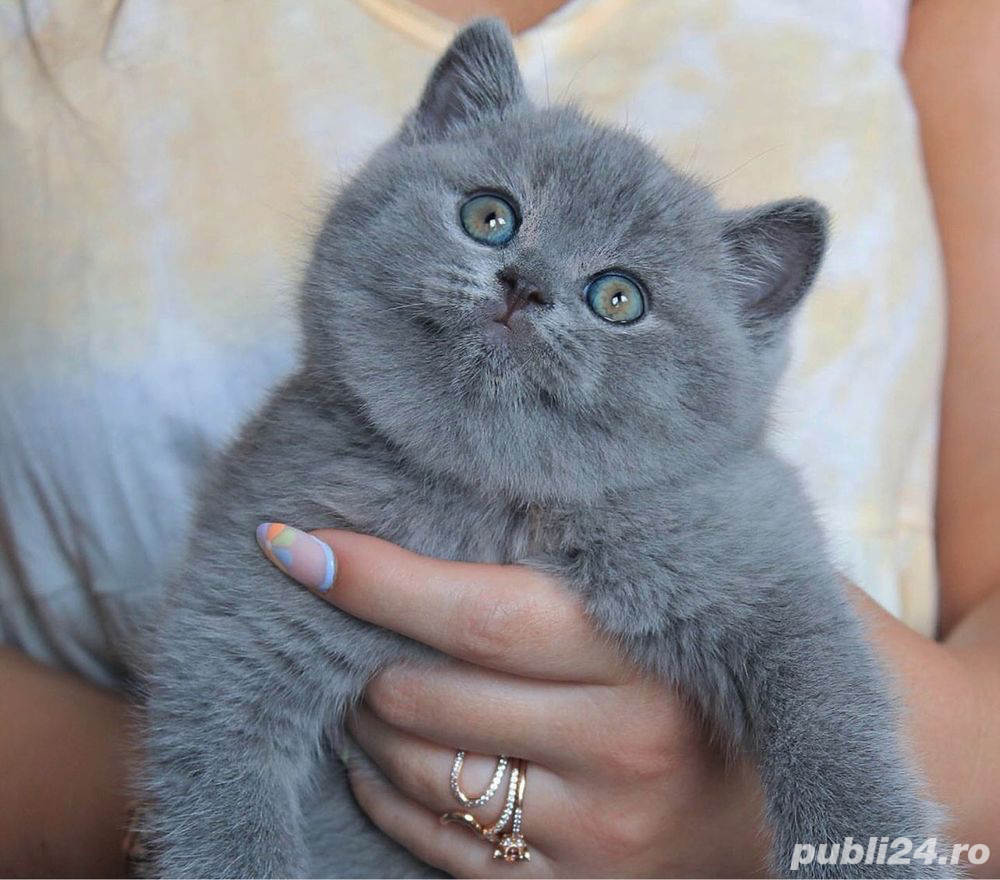 British Shorthair blue
